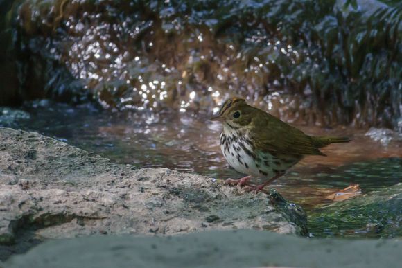 Ovenbird, what a funny name!