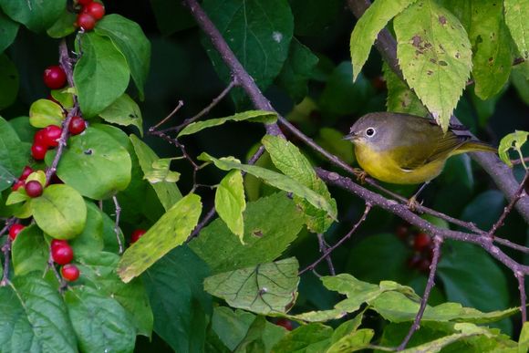 Nashville Warbler, sans guitar