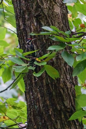 Well camouflaged Yellow-bellied sapsucker (look for its red crown)