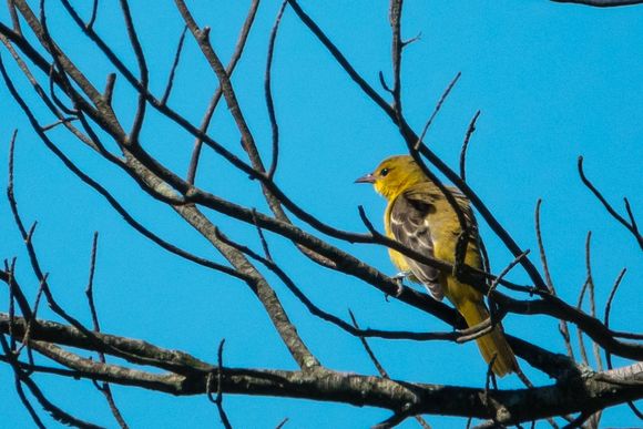 I think this is a female Orchard Oriole. 