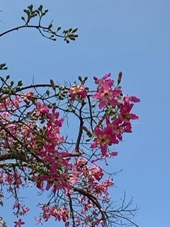 Closer look at the flowers.