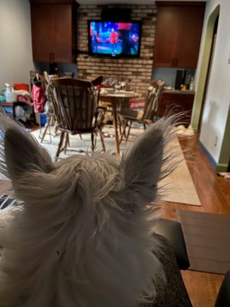 Watson watching 1/2 time. He’s quite partial to The Crown too