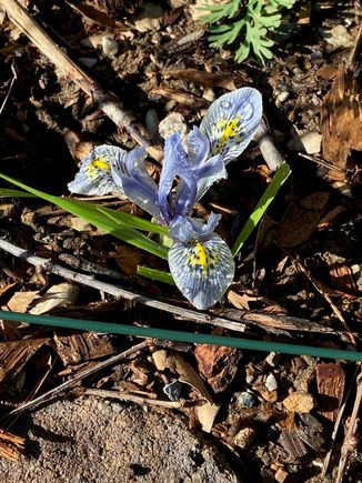 Forgot I planted these