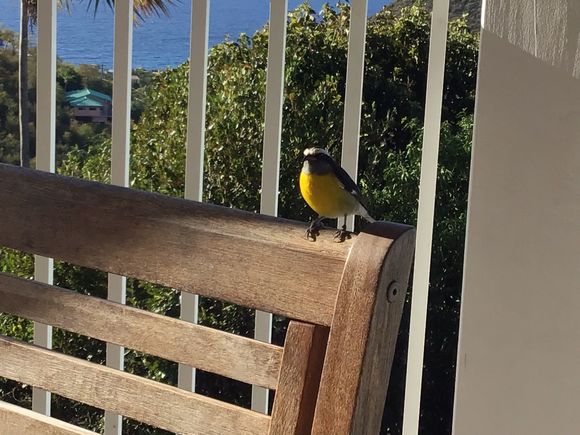 Bananaquit 

I’ve always wanted to pronounce it keet but learned it’s quit. 