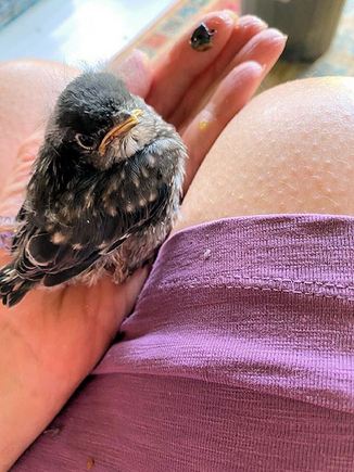 He (with help from friends on his street) hand-fed these little cuties.