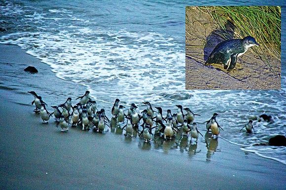 Little blue penguins at Taiaroa Head, swimming ashore in a "raft"  after dusk. Strength in numbers! The, once on land, they dispense to their separate nests. The calls between the latest arrivals and their waiting mates or chicks is also impressive.