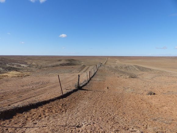 The dingo fence