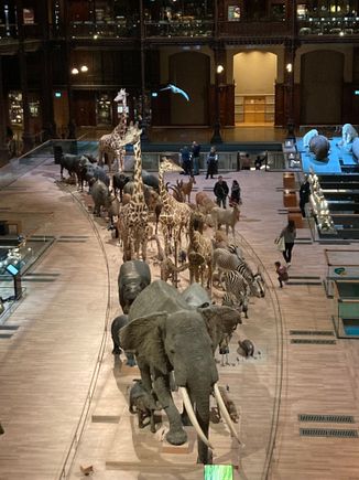 inside Grande galerie de l’evolution 