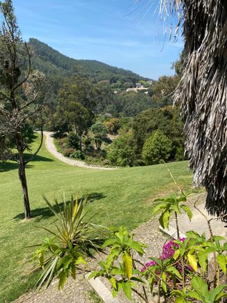 The lawn in front of the house