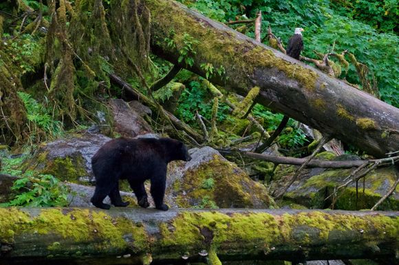 The grizzly and the eagle