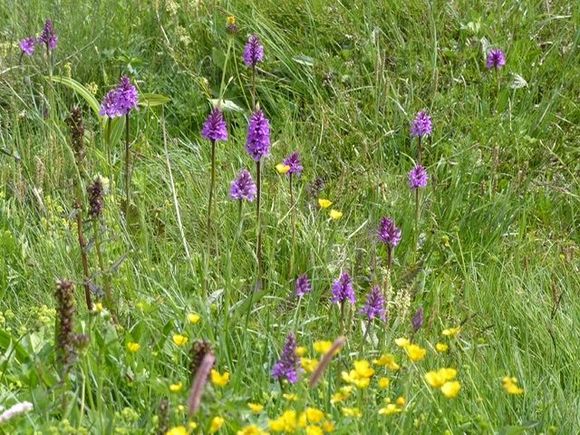 Flowers near Grevasalvas