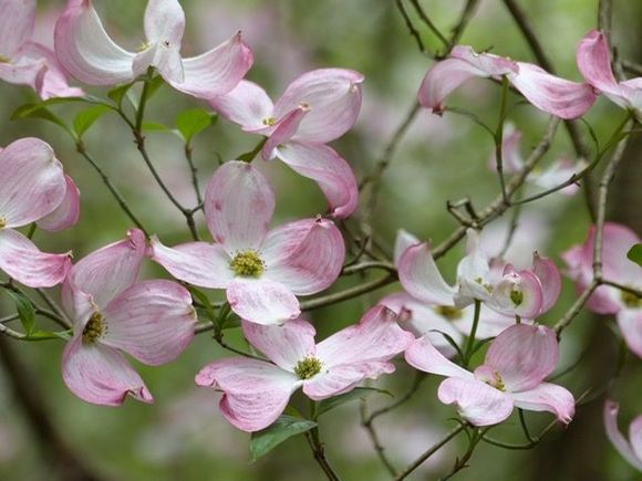 Dogwood, so delicate