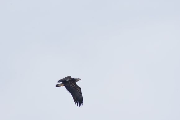 caught a junvinile Bald Eagle in flight. He was headed for 5 mile Island.