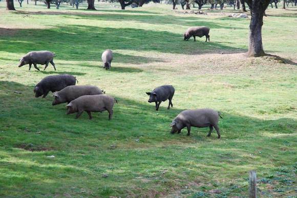 And the famed porco preto alentejano, like Spain's pata negra, grazing on acorns and producing some very fine ham!