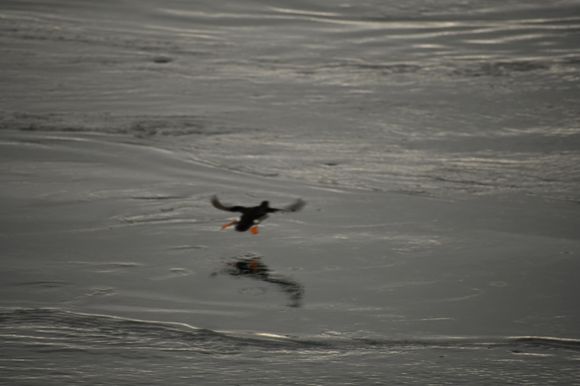 Puffins just seem so ungainly when they fly.