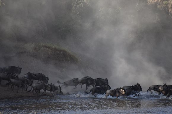 Single file crossing...