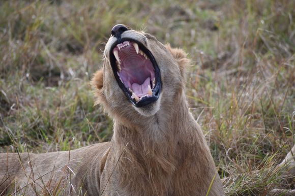 Again - he is yawning, not roaring
