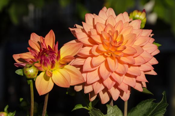 Those walkways have been adorned with beautiful boxed floral displays. 