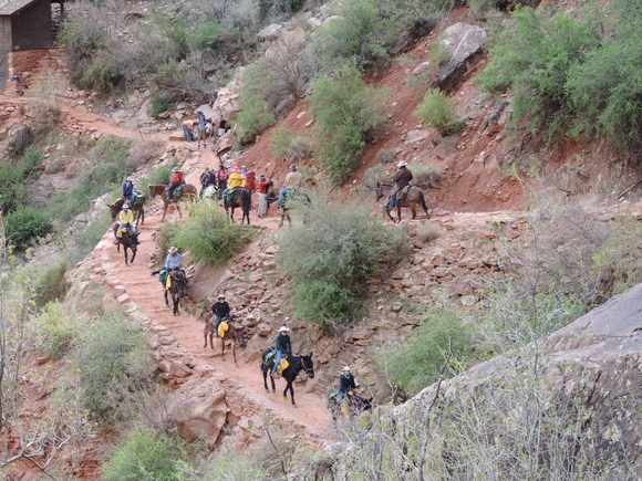 The mule train
