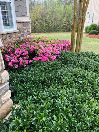 
More pinks around the front corner of the house 

