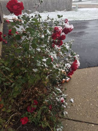 My roses are not even upset with this. Even more blooms today. 