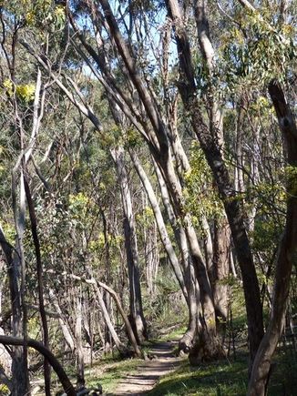 Echidna trail