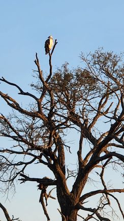 Martial eagle taken on safari