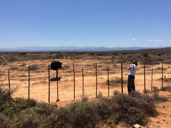 Ostrich Country around Oudtshoorn 