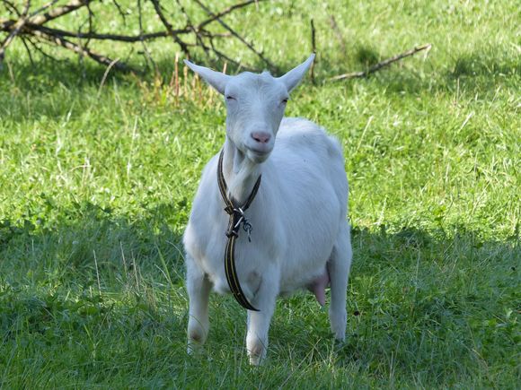 Goats at Herrmannsdorf