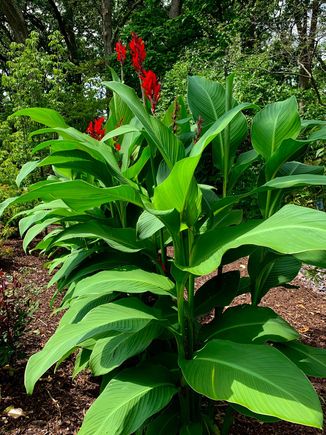 Cannas