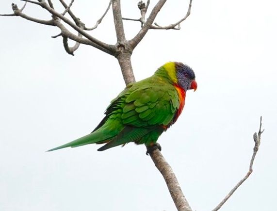 A lorikeet. Beautiful birds abound.