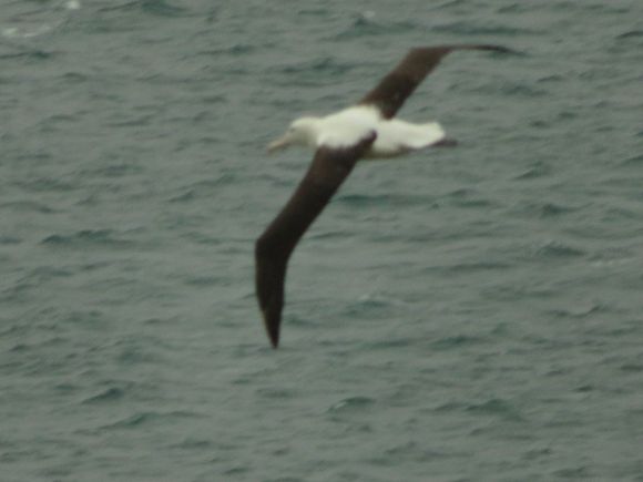 Flying Albatross