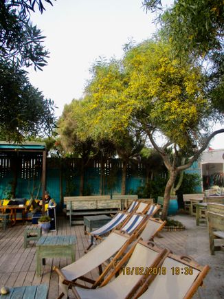 Mimosa, before the blooming season