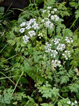 Cow parsley (?) up close