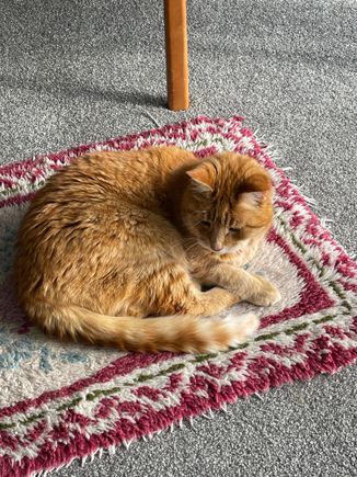 Ginge our 18 year old cat!!