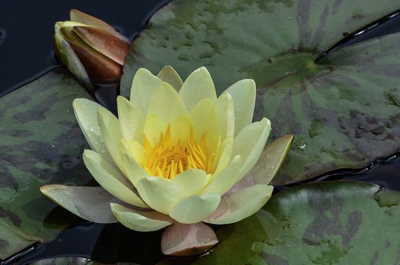 As I snapped this one, a retired NY couple saw my *Cameron-brand monopod and said that I must be a 'serious professional'. I chuckled and set them straight that I was not. They were friendly, unlike the unshy Florida gal who'd earlier seen me lining up puddle-reflection shots. "WHAT'R YA FOTOING?!" she'd thundered. After I'd explained she'd added her final judgement, "WELL THURZ NUTHIN' THERE NOW!!" Actually, there were in fact puddles everywhere. (*get it? camera-on)