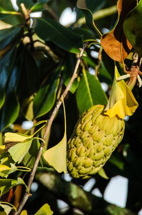 Riverside custard apple from jardin exotique prive.