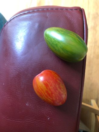 These are the tomatoes , about1.5 inches long. The green one is fully ripe.