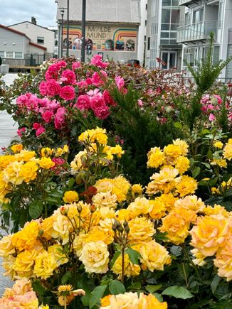 Roses everywhere!