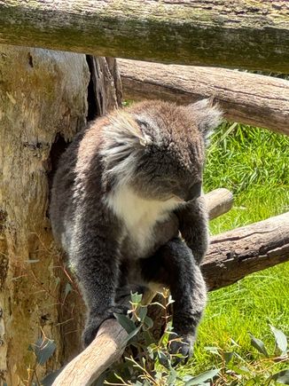 Isn't she adorable??? I bought our 4 grandchildren stuffed koalas! 