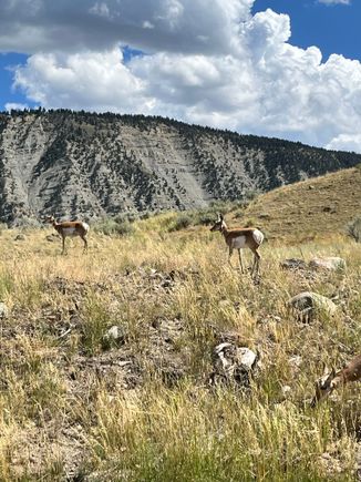 Pronghorns