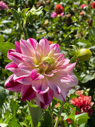 Dahlia patch 