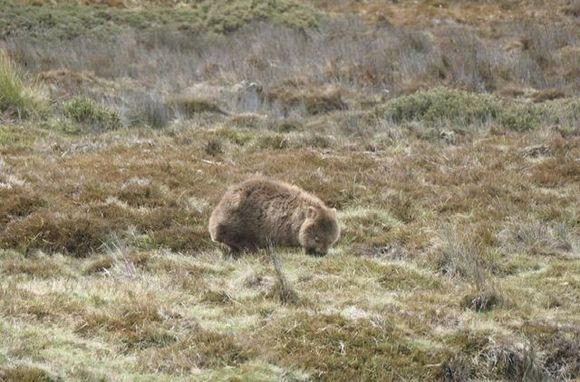 Wombat 