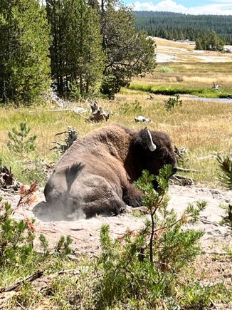 Bison hanging out mere 10 yards from the boardwalk