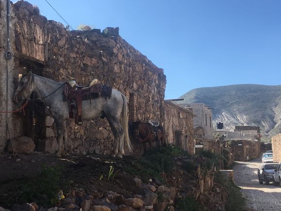 Horses seen in Real de Catorce 