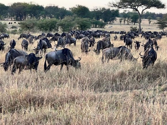 Wildebeest gathering for their next river crossing.