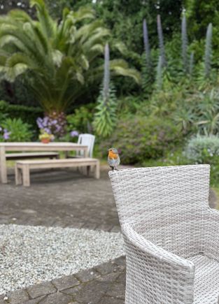 A bird joined me for teatime. 