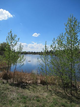 I live across the  Lake, zoom in , I am between the two large Spruce Trees !

I walk out my back yard and I  am at the Lake