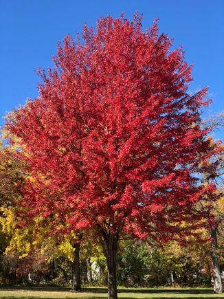 ordinary neighboring tree.