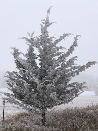 A western cedar tree